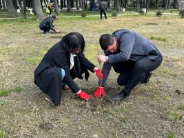 სამტრედიაში ქართულ-იაპონური მეგობრობის სიმბოლოდ  საკურას  ხეივნები გაშენდება